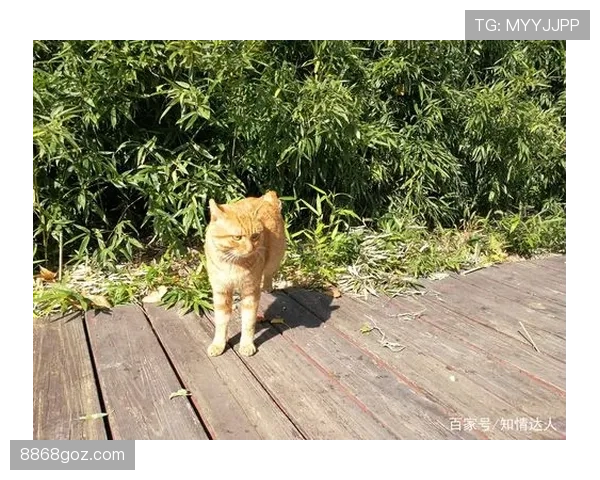 约书亚赛场上高冷，私下居然秒变豪宅喵星人管家？